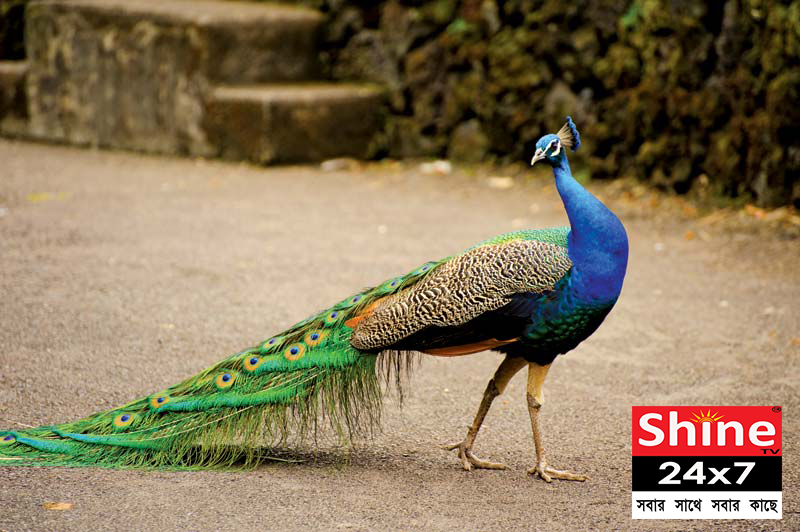 পুরুলিয়ার এক ব্যাক্তির বাড়ি থেকে ময়ুর ( Peacock )  উদ্ধার